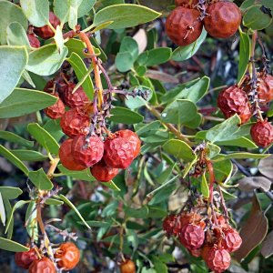 IMG_20250708_074718 cropxv.jpg