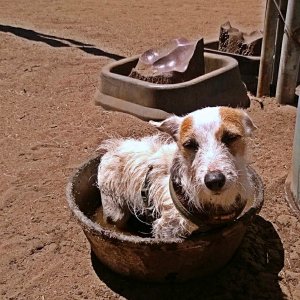 Hot Pixie cooling off in horse dishx2.jpg