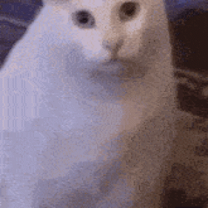 cat.gif