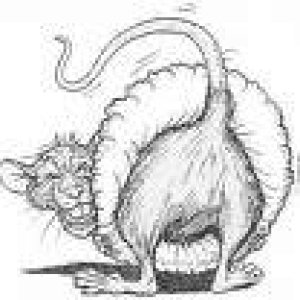 RatsAss.jpg