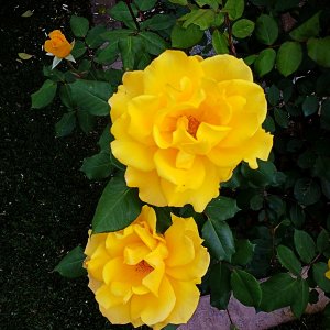 IMG_20250425_163102 xv.jpg