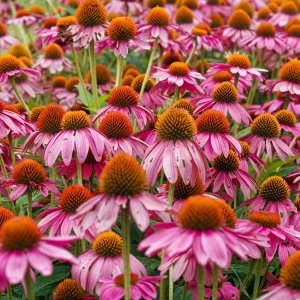 echinacea2k.jpg