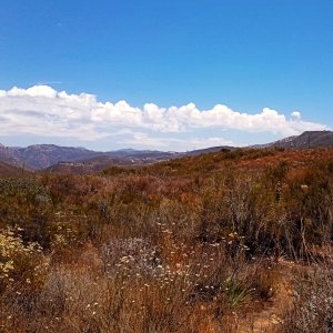 IMG_20250701_133820 cropx2.jpg