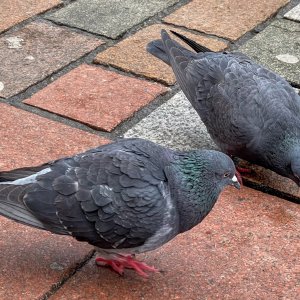 Pigeon20211226.jpg