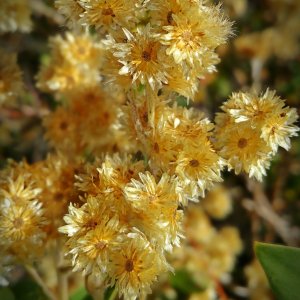 IMG_20250728_084743 cropx.jpg