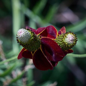 2025-07-17 ~ R52_4645.jpg