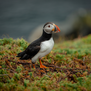 Puffins-2.png
