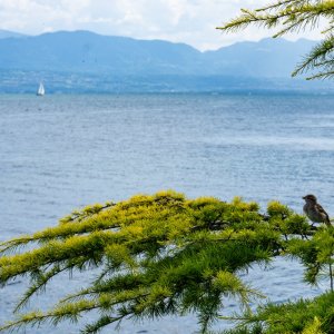 Morge - 2500px-28.jpg