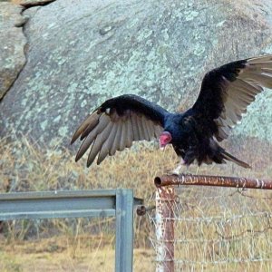 buzzard on horse pen fence wings 3 7.31.22x.jpg