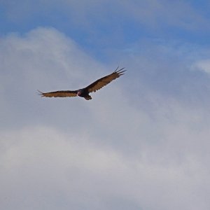 buzzard soaring 3 7.9.22x.jpg