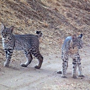 bobcat kittens in road rx.jpg