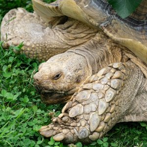  Turtles - 2500px-7.jpg
