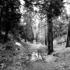 forest hike 1 copy xbw.jpg