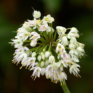 2025-08-04 ~ R52_7828.jpg