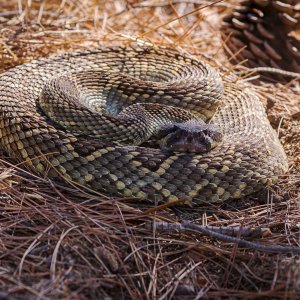 coiled rattlesnake 1768 10.02.22xxx.jpg
