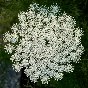 2025-08-06 ~ R52_8307.jpg