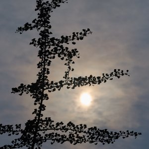 2025-08-06 ~ R52_8302.jpg