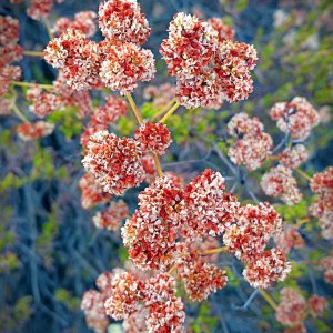 IMG_20250810_075647 cropxv.jpg