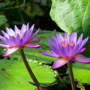 panama pacific 2k.jpg