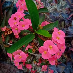 IMG_20250730_112311 cropxv.jpg