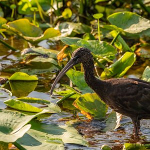Wetlands May 2024 - 2500px-4.JPG