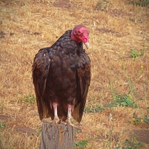 buzzards on post in side yardx2crop.jpg
