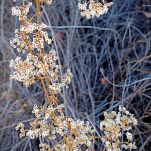 IMG_20250810_080328 cropxv.jpg