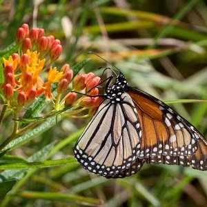 2025-08-15 ~ R52_0516.jpg