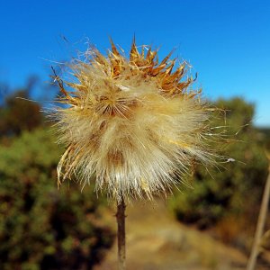 IMG_20250728_085029 cropx.jpg