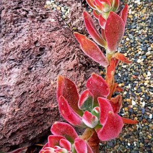 IMG_20250730_112116 cropxv2.jpg