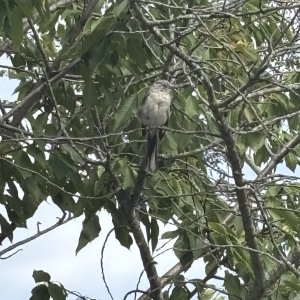 IMG_0525.jpeg