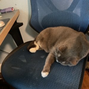 jax comptuer chair.JPG