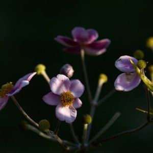 2025-09-21 ~ R52_9744.jpg