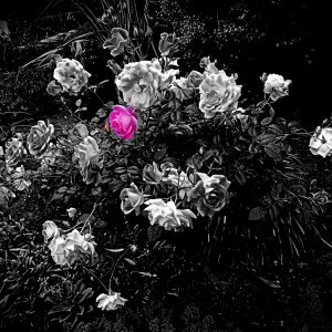 IMG_20250502_082946 xv2croppop (1).jpg