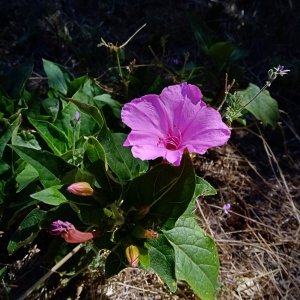 IMG_20250630_094952 cropxv.jpg