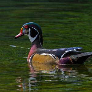 Wood_Ducks_6247_20251002_1400p.jpg