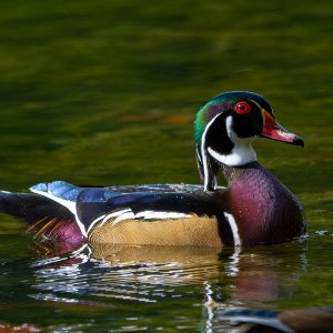 Wood_Ducks_6756_20251002_1400p.jpg