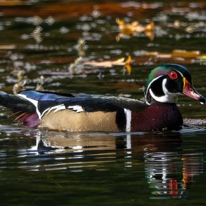 Wood_Ducks_7147_20251002_1400p.jpg