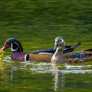 Wood_Ducks_6355_20251002_1600p.jpg