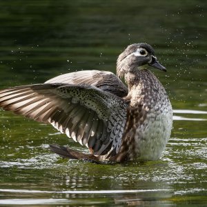 Wood_Ducks_6398_20251002_1600p.jpg