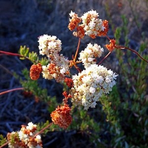 IMG_20251019_093627 xv2.jpg