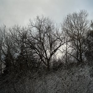 2025-11-26 ~ A7C08816.jpg