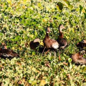 Wetlands Nov 2025 - 2500px-1.jpg