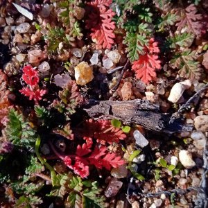 IMG_20251209_092100 cropxv.jpg