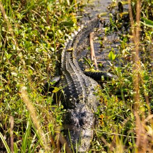 Wetlands Dec25 - 2500px-13.jpg