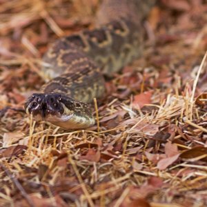 rattlesnake face 1182 rw 8.30.22 x.jpg