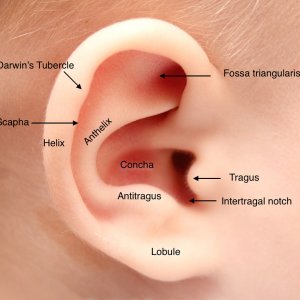 ear-anatomy.jpg