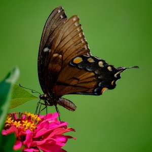 FUJI5055.jpg