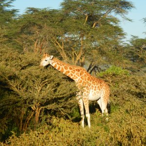 Giraffe.jpg