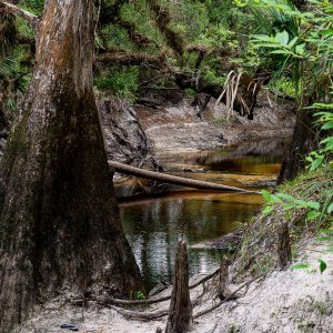 Econ Wilderness2500px-14.jpg